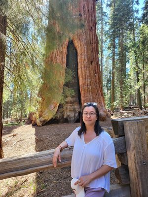 General Sherman Tree by null