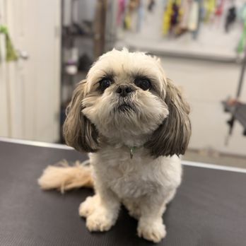 Daisys VIP Grooming - Pet Groomers Near Me - Gardner, Kansas