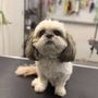 Photo of Daisys VIP Grooming