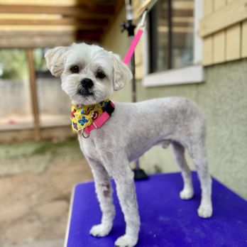 Doggy Detail - Oscar after grooming - completely different dog!! - Pet Groomers Near Me Doggy Detail - Oscar after grooming - completely different dog!! - Pet Groomers Near Me