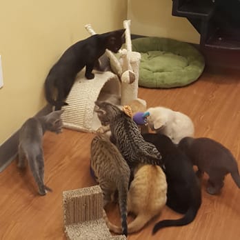 Purrfect Pets - Kittens playing in the kitten room - Community Service/Non-Profit Near Me - Overland Park, Kansas Purrfect Pets - Kittens playing in the kitten room - Community Service/Non-Profit Near Me - Overland Park, Kansas