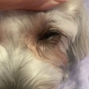 Bornagain Pet Salon - Pet Groomers Near Me - Trabuco Canyon, California