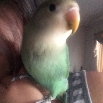 Parrot Connection - My little love bird. - Pet Stores Near Me - Reno, Nevada Parrot Connection - My little love bird. - Pet Stores Near Me - Reno, Nevada