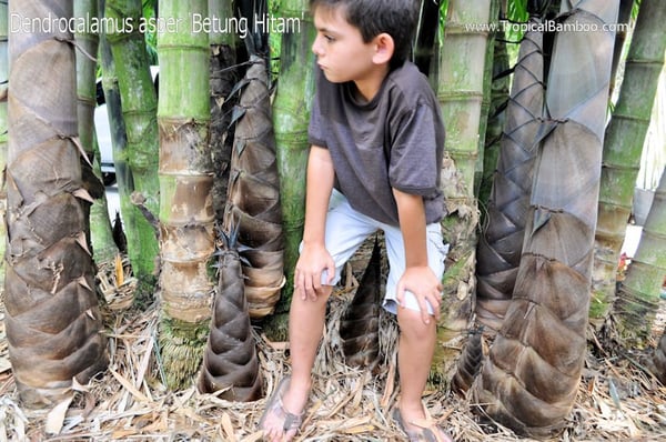 Tropical Bamboo Nursery & Gardens