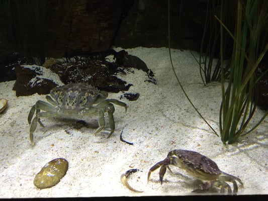 National Marine Aquarium by null