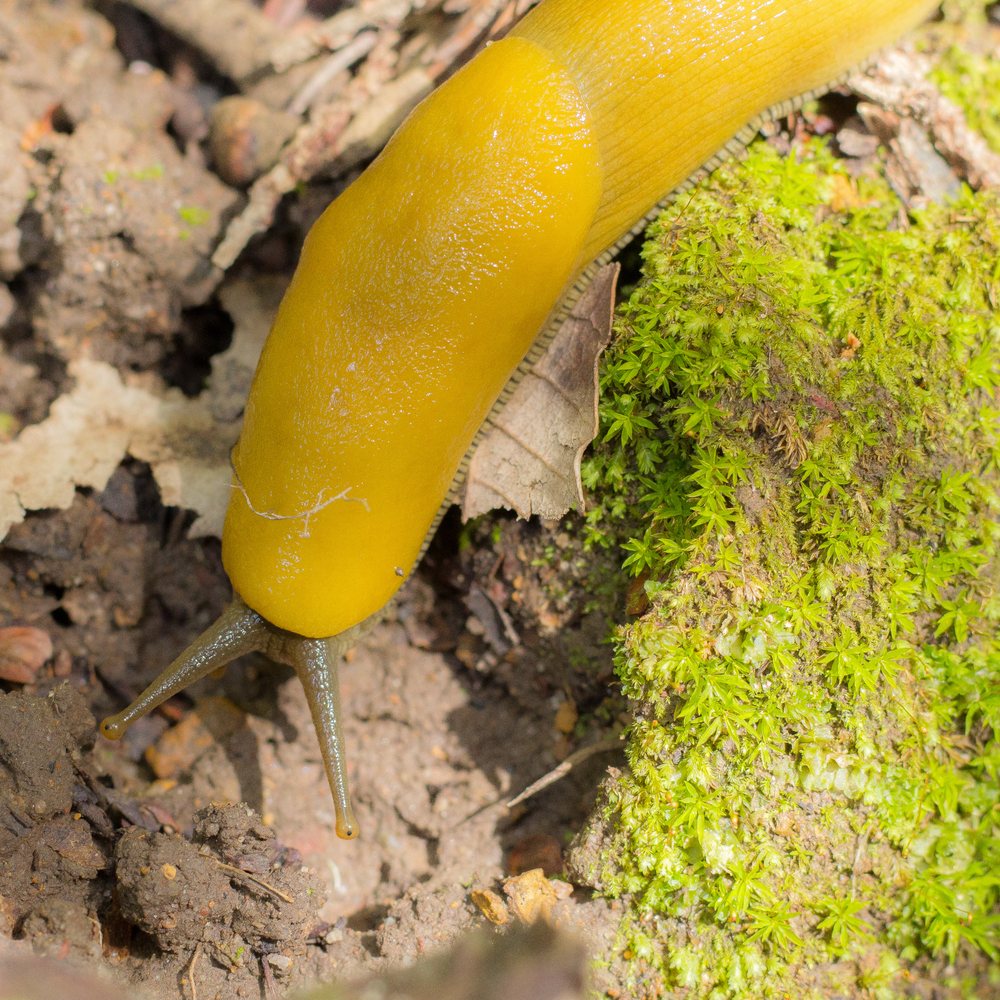 Mount Madonna County Park - I finally spotted a banana slug!! :D - Parks Near Me - Watsonville, California Mount Madonna County Park - I finally spotted a banana slug!! :D - Parks Near Me - Watsonville, California