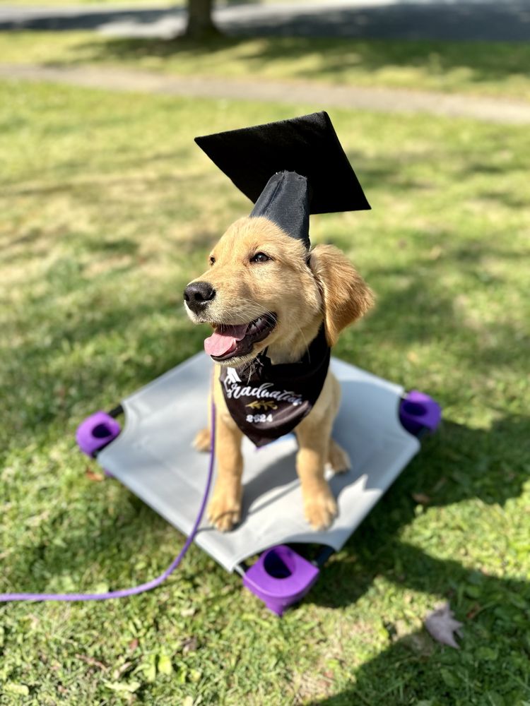 The Dog Wizard - pet boarding facility in Las Vegas, NV