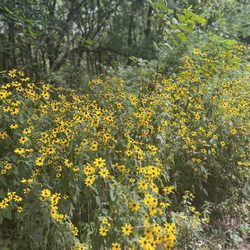 Horseshoe Mounds Preserve