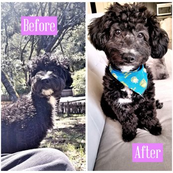 Paw Spa - Before: Zola's coat was so long, she could barely see! After: primped and pretty. - Pet Groomers Near Me - Elk Grove, California Paw Spa - Before: Zola's coat was so long, she could barely see! After: primped and pretty. - Pet Groomers Near Me - Elk Grove, California