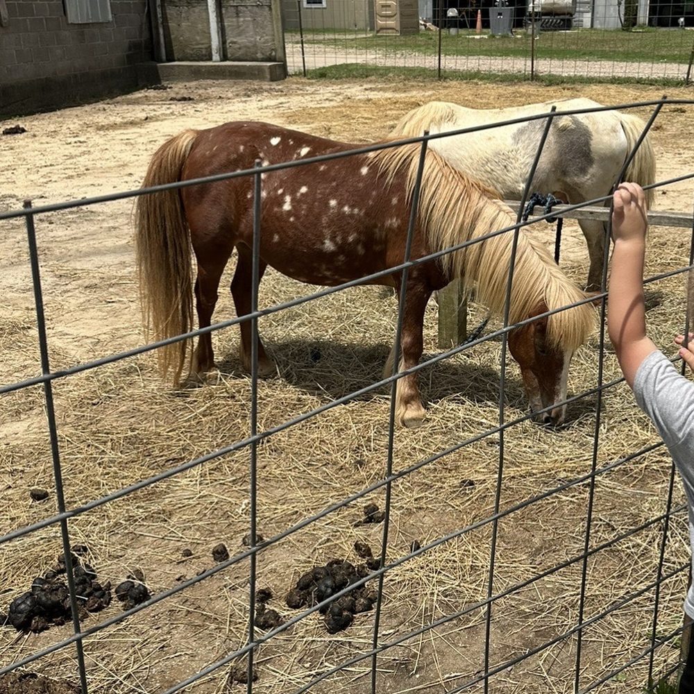 Bergey's Breadbasket - Ponies - Bakeries Near Me - Chesapeake, Virginia