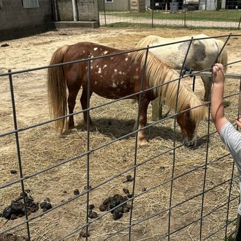 Bergey's Breadbasket - Ponies - Bakeries Near Me - Chesapeake, Virginia
