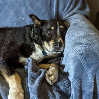 K9 Cancun - Rocky relaxing in his favorite spot on Ryan's couch! - Pet Boarding Near Me - Citrus Heights, California K9 Cancun - Rocky relaxing in his favorite spot on Ryan's couch! - Pet Boarding Near Me - Citrus Heights, California