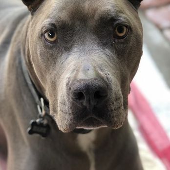 VEG ER for Pets - Hank - Emergency Pet Hospital Near Me - Stevenson Ranch, California