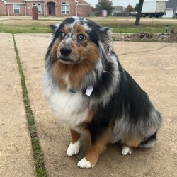 Bones&Bows Pet Grooming