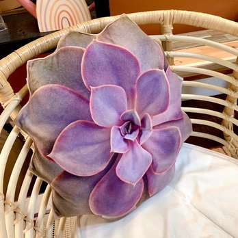 The Growing Groves Plant Shop - Succulent pillow - Nurseries & Gardening Near Me - Davis, California The Growing Groves Plant Shop - Succulent pillow - Nurseries & Gardening Near Me - Davis, California