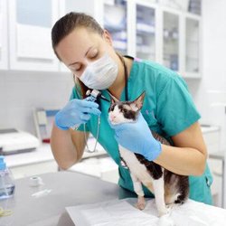 CreekWood Veterinary Hospital