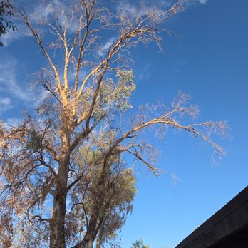 North Star Tree Services - Tree Services Near Me North Star Tree Services - Tree Services Near Me