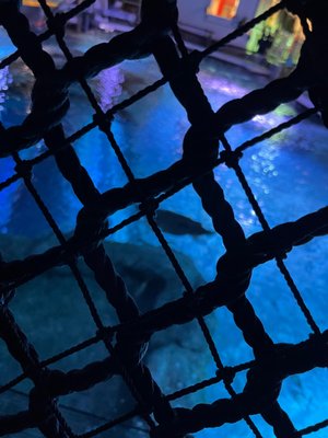Newport Aquarium by null