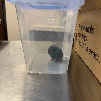 All Creatures Care Cottage - Pepper, our fancy mouse - Veterinarians Near Me - Costa Mesa, California All Creatures Care Cottage - Pepper, our fancy mouse - Veterinarians Near Me - Costa Mesa, California