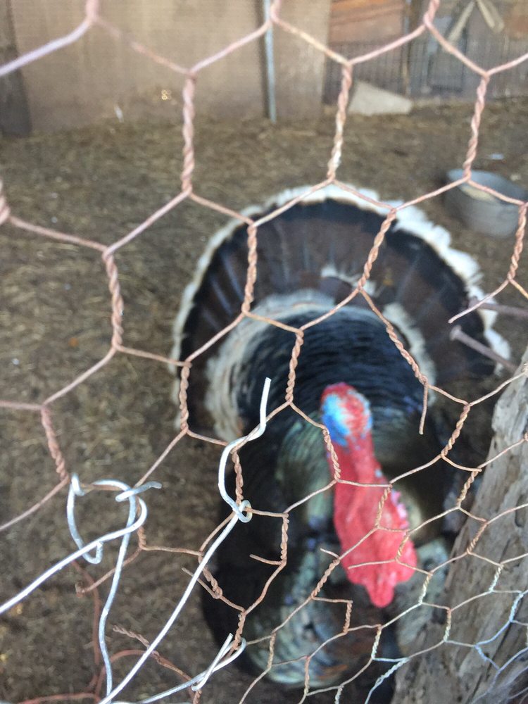 PALMER FEED STORE 15 Reviews 912 W Church St, Orlando, Florida