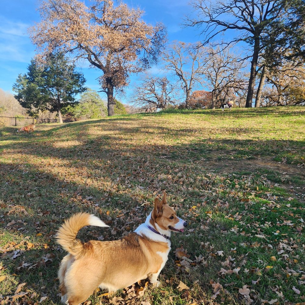 Mans Best Field Dog Park - Bella is enjoying her time in the enclosed large park - Dog Parks Near Me - Mansfield, Texas Mans Best Field Dog Park - Bella is enjoying her time in the enclosed large park - Dog Parks Near Me - Mansfield, Texas