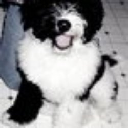 Pet Valu