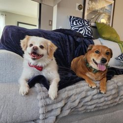Heal Veterinary Clinic - WHISKEY on left......