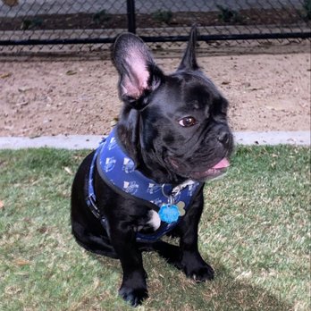 Fletcher “Fetch” Dog Park - Dog Parks Near Me - El Monte, California Fletcher “Fetch” Dog Park - Dog Parks Near Me - El Monte, California