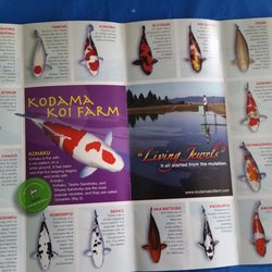 Kodama Koi Garden