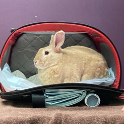 Wellesley Animal Hospital