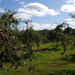 Smith Orchard