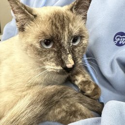 We called her Lola, please give her a home. DO NOT RETURN HER TO THE STREETS. She will not survive