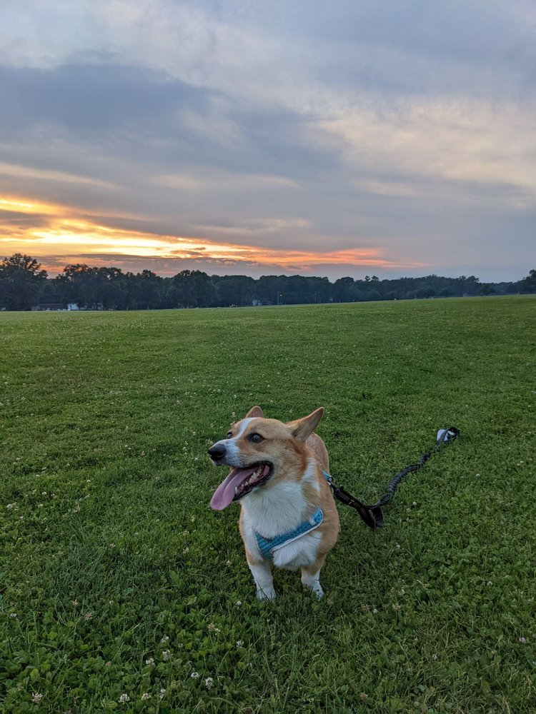 Thompson Dog Park Image