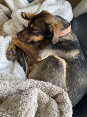 Soul Dog Rescue, 1245 Factory Dr, Fort Lupton, CO 80621, US