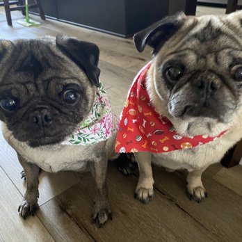 Happy Dog - Pugsies after their bath. - Pet Stores Near Me - Camarillo, California