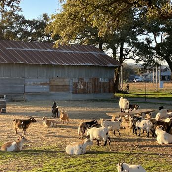 Jester King Brewery - Goats - Breweries Near Me - Austin, Texas Jester King Brewery - Goats - Breweries Near Me - Austin, Texas