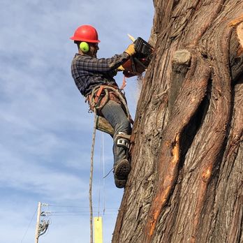 Cantera Tree Service - Tree Services Near Me Cantera Tree Service - Tree Services Near Me