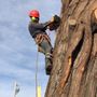 Cantera Tree Service