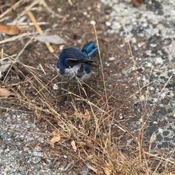 Mission Trail Park - Bird