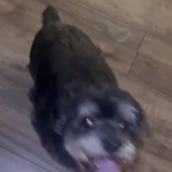 Petco - Doesn't look like he even got a bath - Pet Stores Near Me - Rolling Hills Estates, California Petco - Doesn't look like he even got a bath - Pet Stores Near Me - Rolling Hills Estates, California