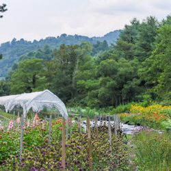 Carolina Flowers - At Carolina Flowers, we grow the majority of our blooms on our flower farm using regenerative techniques to improve our environment.