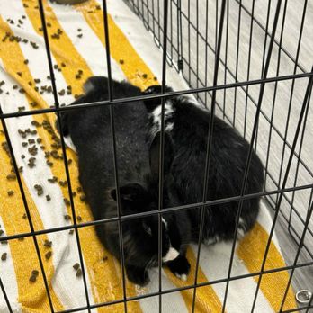 Sunshine Rabbit Center - Pet Groomers Near Me - Long Beach, California