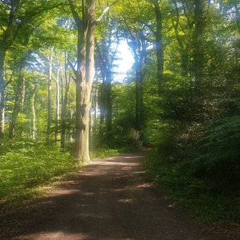 Neandertal Steig - Hohe große Bäume. - Hiking Near Me