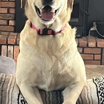 PawPrints - Samantha - Pet Sitting Near Me - Springville, California PawPrints - Samantha - Pet Sitting Near Me - Springville, California