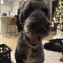 Photo of Club Canine