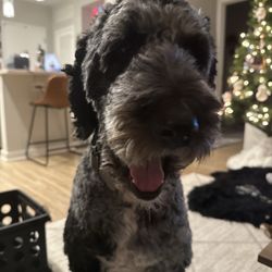 Club Canine - Well groomed dog