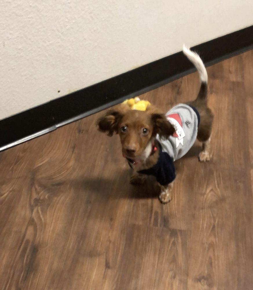 DIAMOND L VETERINARY STACY B LOWERY, DMV Updated August 2024 1307