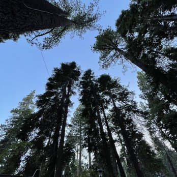 Spoon - Beautiful trees - New American Near Me - Tahoe City, California Spoon - Beautiful trees - New American Near Me - Tahoe City, California