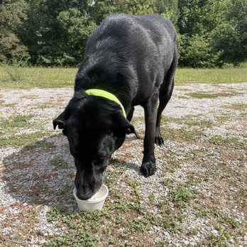 Giddy-Ups Ice Cream - He enjoys Giddy-Ups pup cup too - Ice Cream & Frozen Yogurt Near Me - Bon Aqua, Tennessee Giddy-Ups Ice Cream - He enjoys Giddy-Ups pup cup too - Ice Cream & Frozen Yogurt Near Me - Bon Aqua, Tennessee