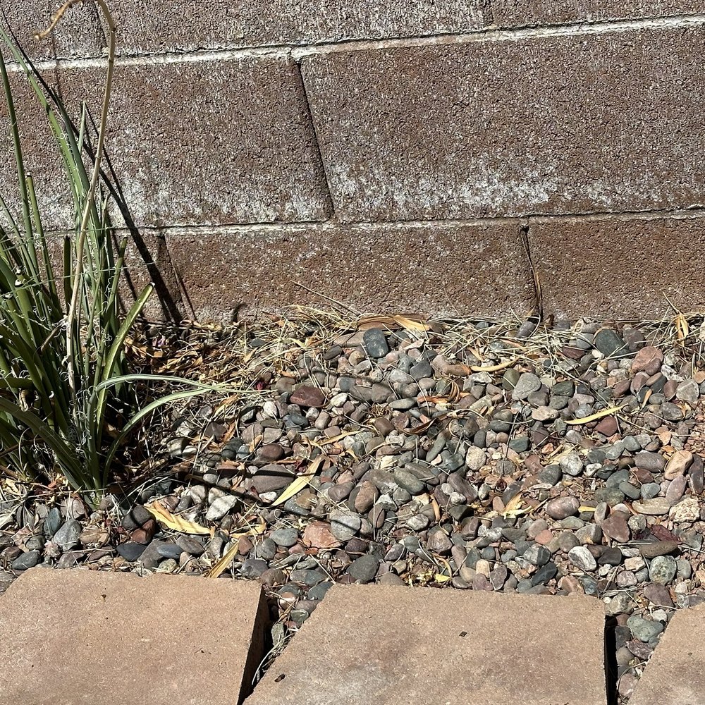 Dcancio Landscape - Debris and not trimmed back , I specifically asked him to trim all the plants like this down because they look scraggly - Landscape Architects or Designers Near Me - Manor, Texas